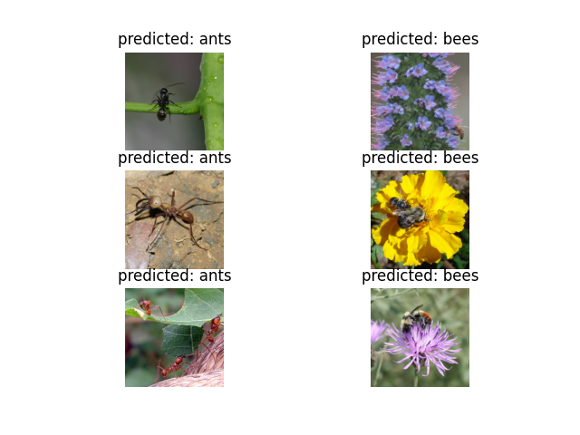 predicted: ants, predicted: bees, predicted: ants, predicted: bees, predicted: ants, predicted: bees
