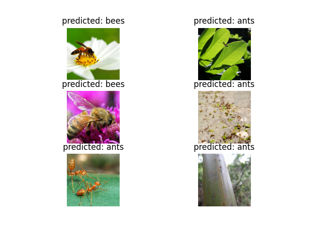 predicted: bees, predicted: ants, predicted: bees, predicted: ants, predicted: ants, predicted: ants