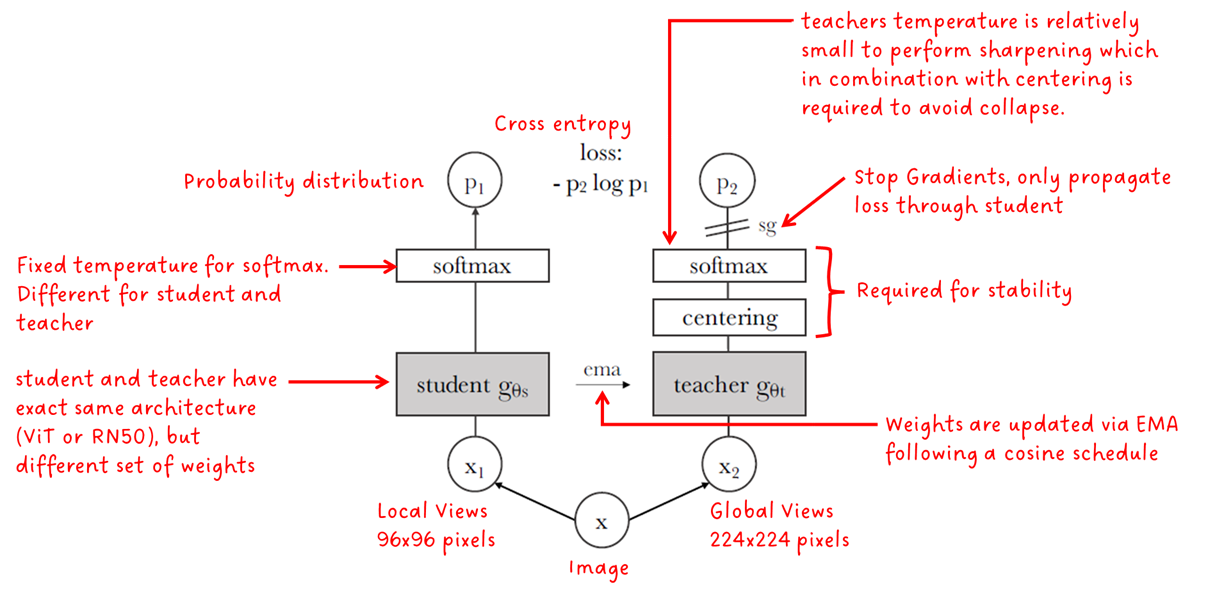 Fig. 2: DINO architecture. Source + annotations by Sascha Kirch